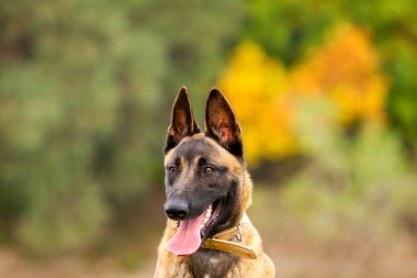 Belçikalı Malinois genç köpek yavrusu