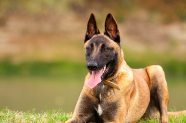 Belçikalı Malinois genç köpek yavrusu