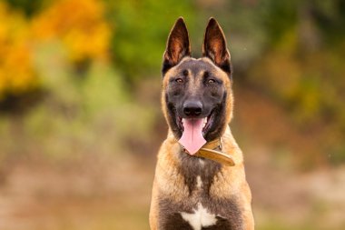 Belçikalı Malinois genç köpek yavrusu