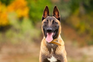 Belçikalı Malinois genç köpek yavrusu