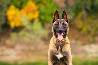 Belçikalı Malinois genç köpek yavrusu