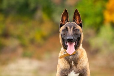 Belçikalı Malinois genç köpek yavrusu
