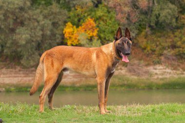Belçikalı Malinois genç köpek yavrusu