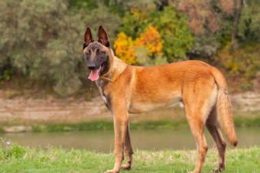 Belçikalı Malinois genç köpek yavrusu