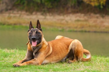 Belçikalı Malinois genç köpek yavrusu