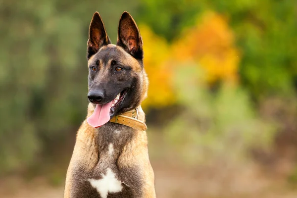 Belçikalı Malinois genç köpek yavrusu — Stok fotoğraf