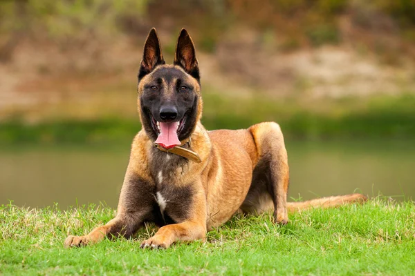 Belgische malinois junge Welpen — Stockfoto