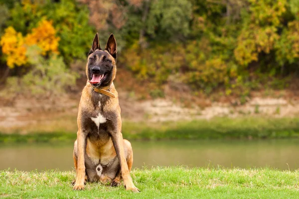 Belga Malinois cachorrinho jovem — Fotografia de Stock