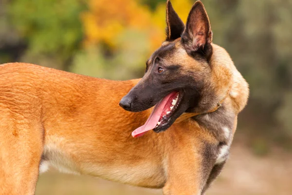 Belgische malinois junge Welpen — Stockfoto