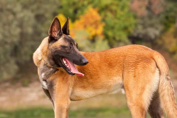 Belga Malinois cachorrinho jovem — Fotografia de Stock