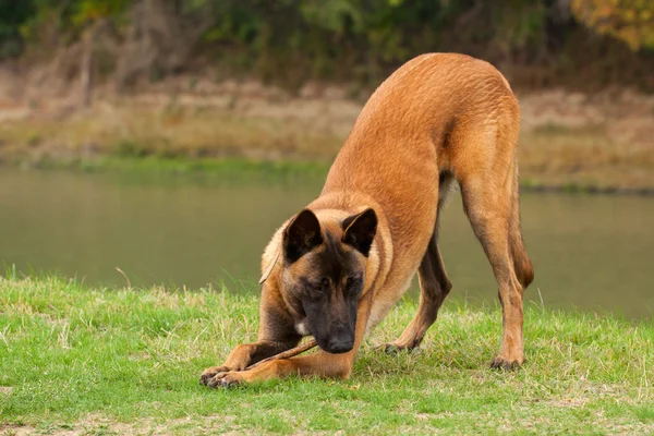 Belga Malinois cachorrinho jovem — Fotografia de Stock