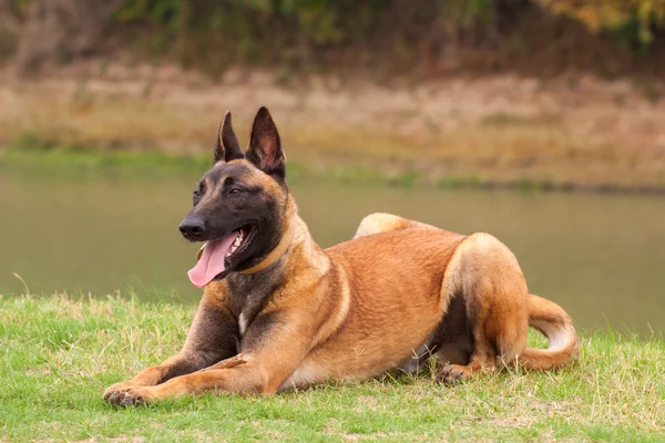 Belgian Malinois young puppy — Stock Photo, Image