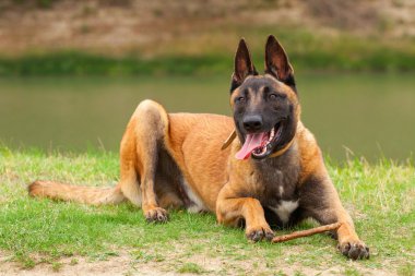 Belçikalı Malinois genç köpek yavrusu