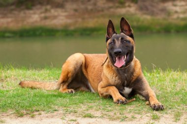 Belçikalı Malinois genç köpek yavrusu