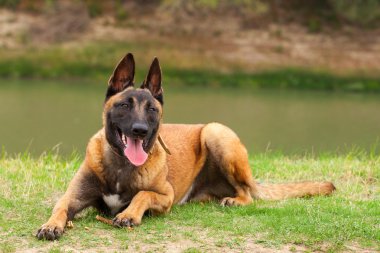 Belçikalı Malinois genç köpek yavrusu