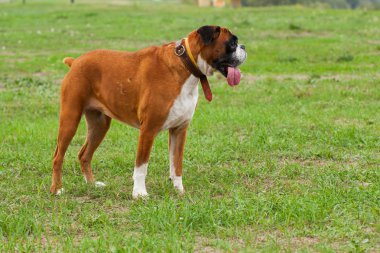 Boxer Köpek bir parkta açık havada