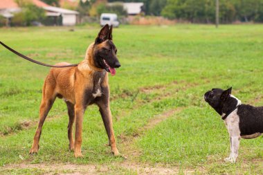 Belçikalı Malinois genç köpek yavrusu ve Fransız buldozer