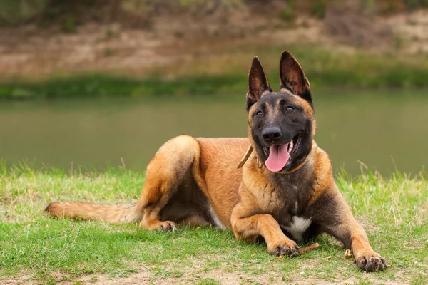 Belgische malinois junge Welpen — Stockfoto