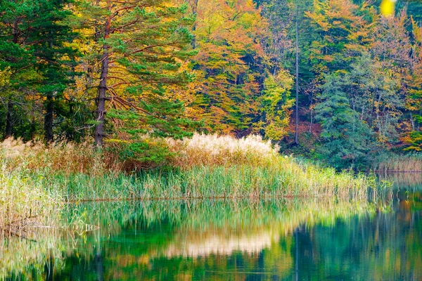 플리트 비 체에서 Autum 숲 호수 Kozjak — 스톡 사진