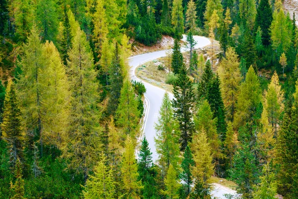 Luchtfoto van groen dennenbos in Dolomieten Alpen — Stockfoto