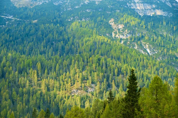 Luchtfoto van groen dennenbos in Dolomieten Alpen — Stockfoto