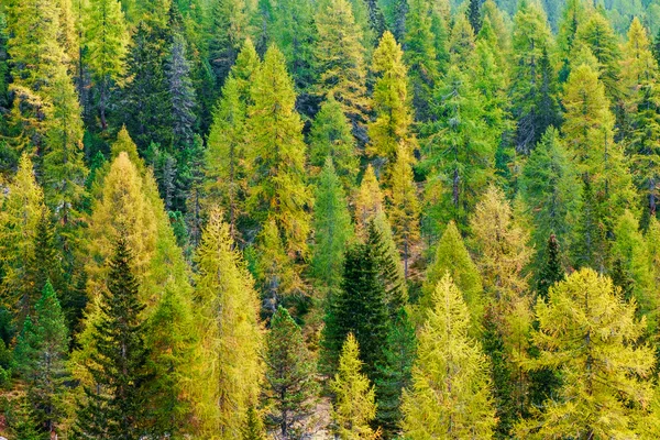 Dolomites 알프스에서 녹색 소나무 숲의 항공 보기 — 스톡 사진
