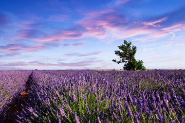 Lavanta alan yaz günbatımı manzara