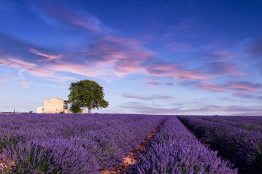 Lavanta alan yaz Valensole yakın