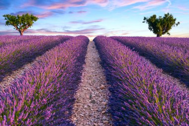 Lavanta alan yaz günbatımı manzara