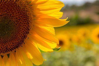 Valensole güzel bir ayçiçeği tarlada