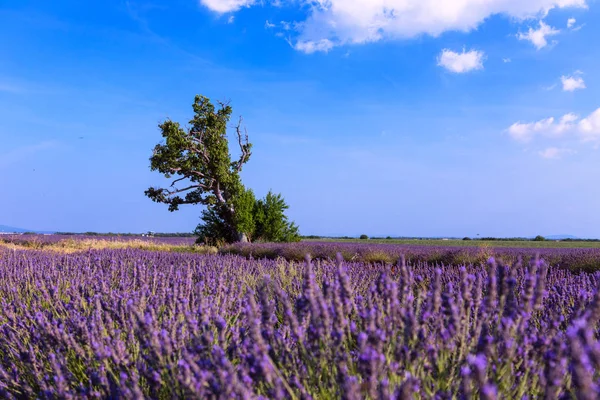 薰衣草场夏日风景 — 图库照片