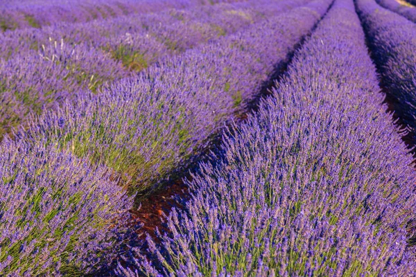 Campo de lavanda verão pôr do sol paisagem perto de Valensole — Fotografia de Stock