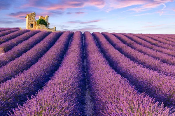Lavendel fält sommaren nära Valensole — Stockfoto