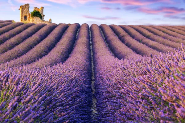 薰衣草花田夏天附近 Valensole — 图库照片