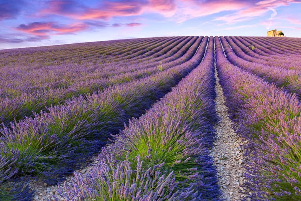 Lavendel fält sommaren nära Valensole — Stockfoto