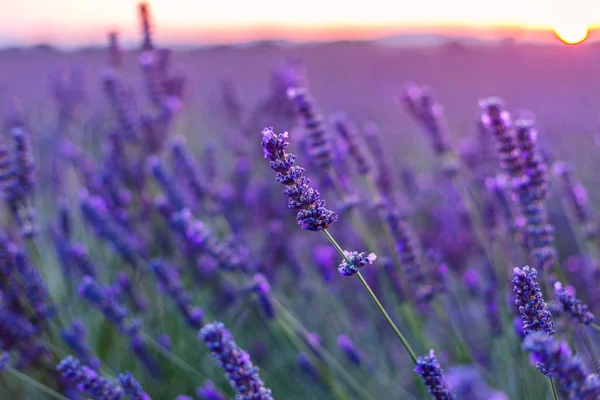 Pôr do sol sobre um campo de lavanda violeta na Provença — Fotografia de Stock