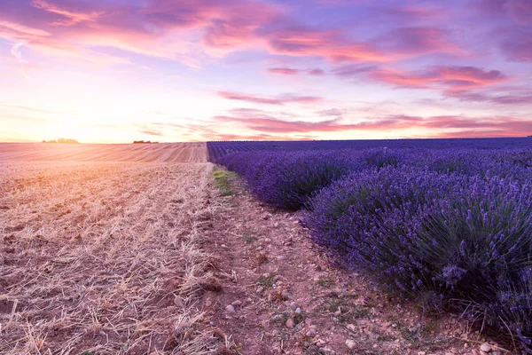 Tramonto su un campo di lavanda viola in Provenza — Foto Stock