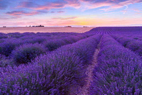 Pôr do sol sobre um campo de lavanda violeta na Provença — Fotografia de Stock