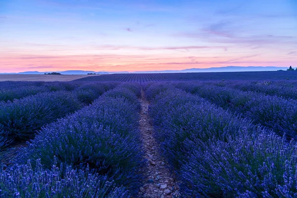 Champ de lavande paysage de coucher de soleil d'été près de Valensole — Photo