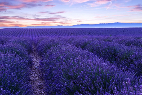 Campo de lavanda verano puesta del sol paisaje cerca de Valensole —  Fotos de Stock