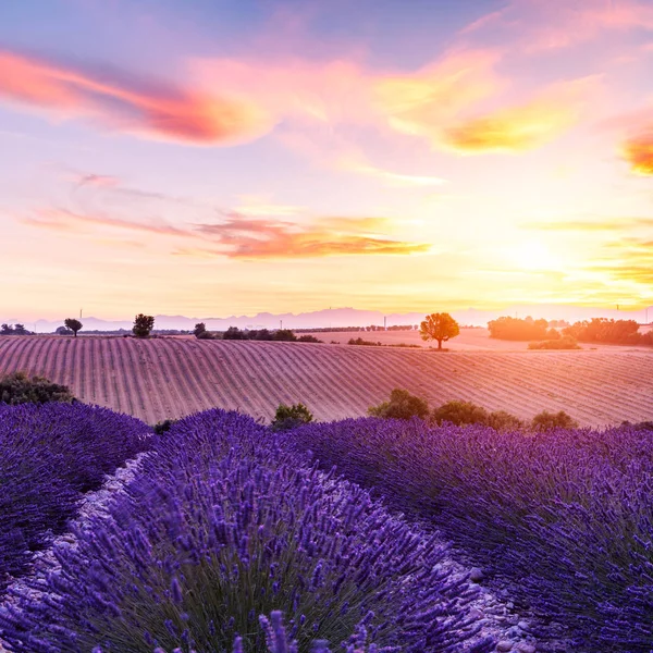 Lavender field summer sunset landscape — Stock Photo, Image