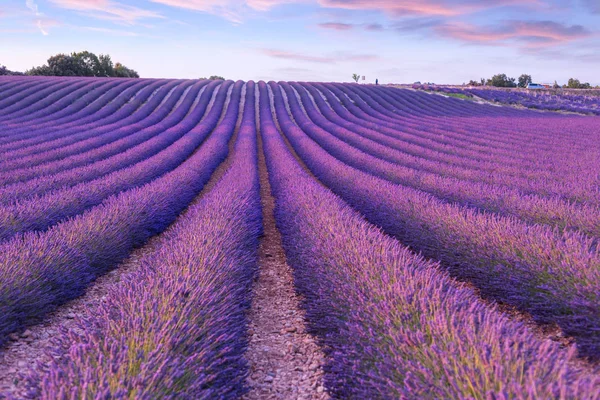 Campo de lavanda verano puesta del sol paisaje cerca de Valensole — Foto de Stock