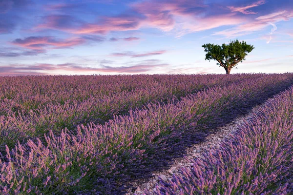 Campo di lavanda Estate tramonto paesaggio — Foto Stock