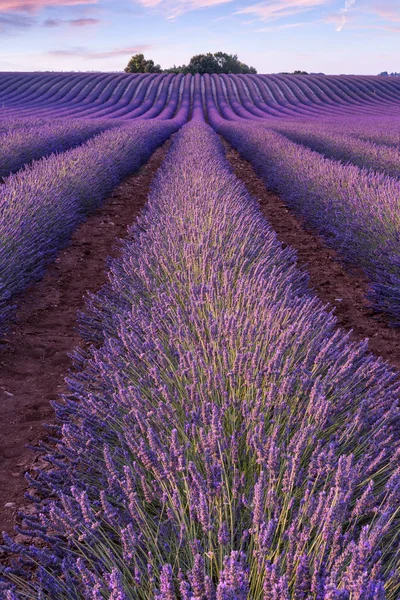 Solnedgång över ett violett lavendelfält i Provence — Stockfoto