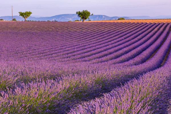 Lavendel fält sommar solnedgång landskap — Stockfoto