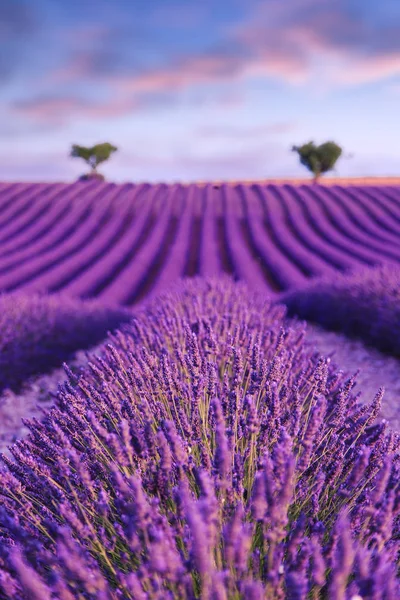 薰衣草花田夏天日落景观附近 Valensole — 图库照片