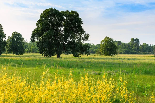 En ensamstående träd i ett grönt fält — Stockfoto