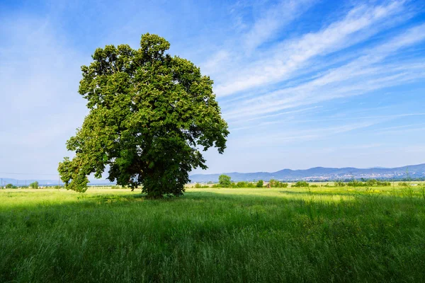 Uma árvore solitária em um campo verde — Fotografia de Stock