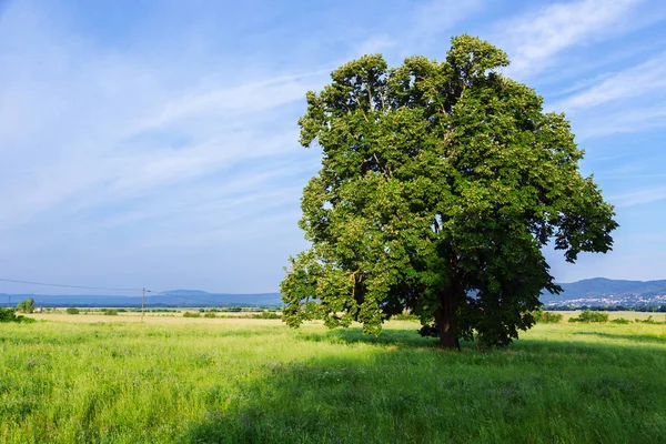 En ensamstående träd i ett grönt fält — Stockfoto