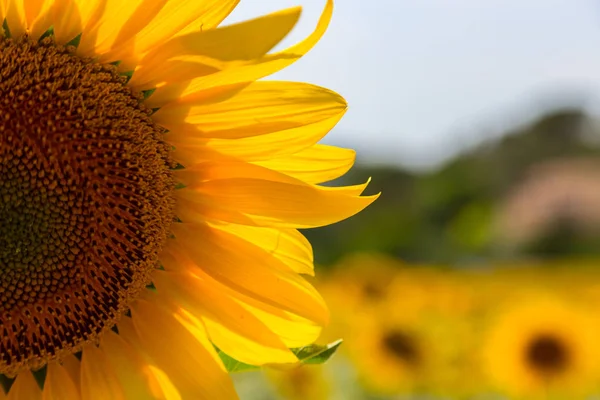 Ein schönes Sonnenblumenfeld in der Nähe von Balensole — Stockfoto